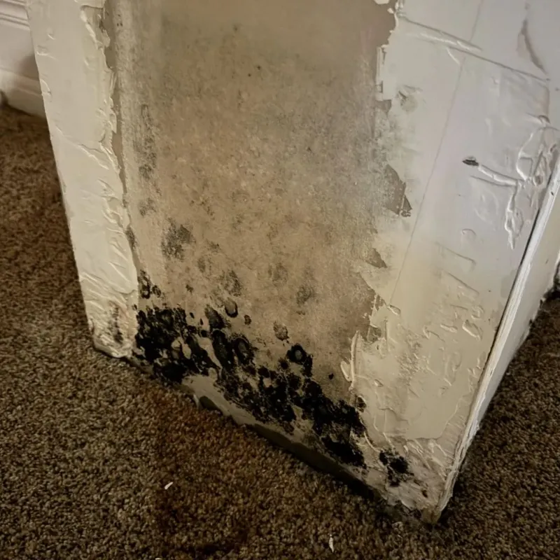 Professional Mold Removal in Hortonville, WI